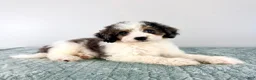 Bernedoodle dogs for sale: Dave - Ad 3