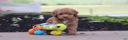 Cockapoo dogs for sale: Bella - Ad 3