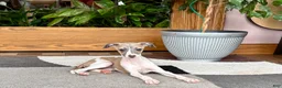 Italian Greyhound dogs for sale: Italian Greyhound 1 fawn boy  - Ad 5