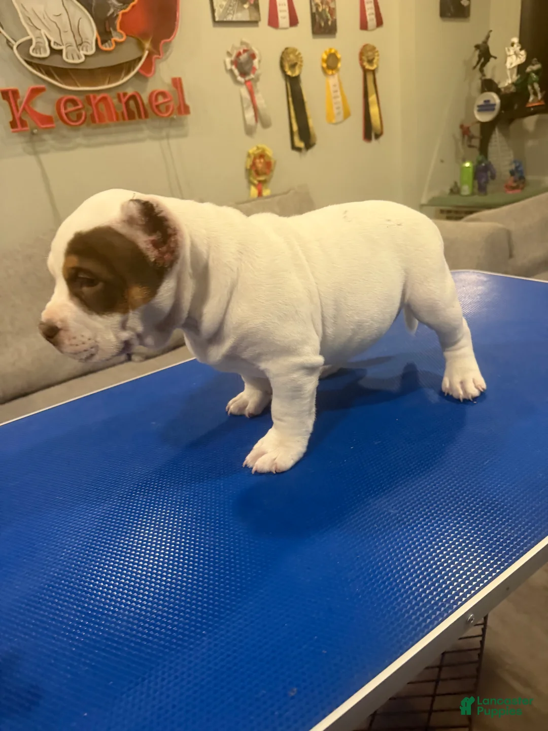 American Bully dogs for sale: lil UCE - Ad 2