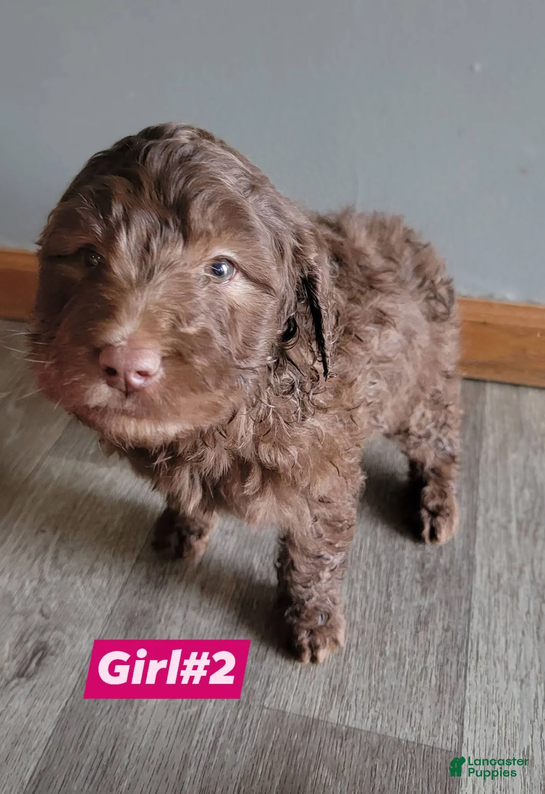 Double Doodle dogs for sale: Double Doodle Puppy 6 - Ad 2