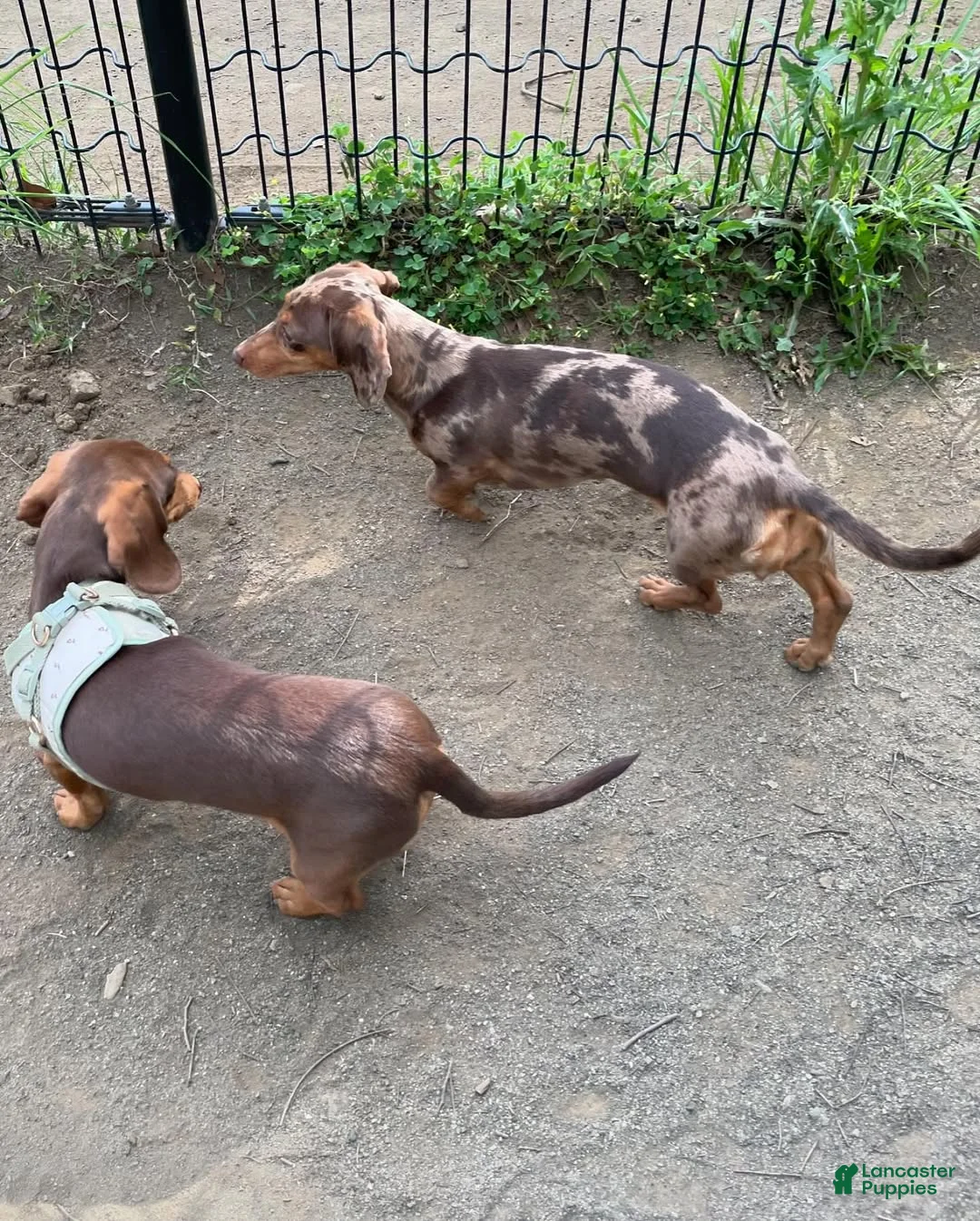 Miniature Dachshund dogs for sale: Miniature Dachshund Puppy 2 - Ad 3