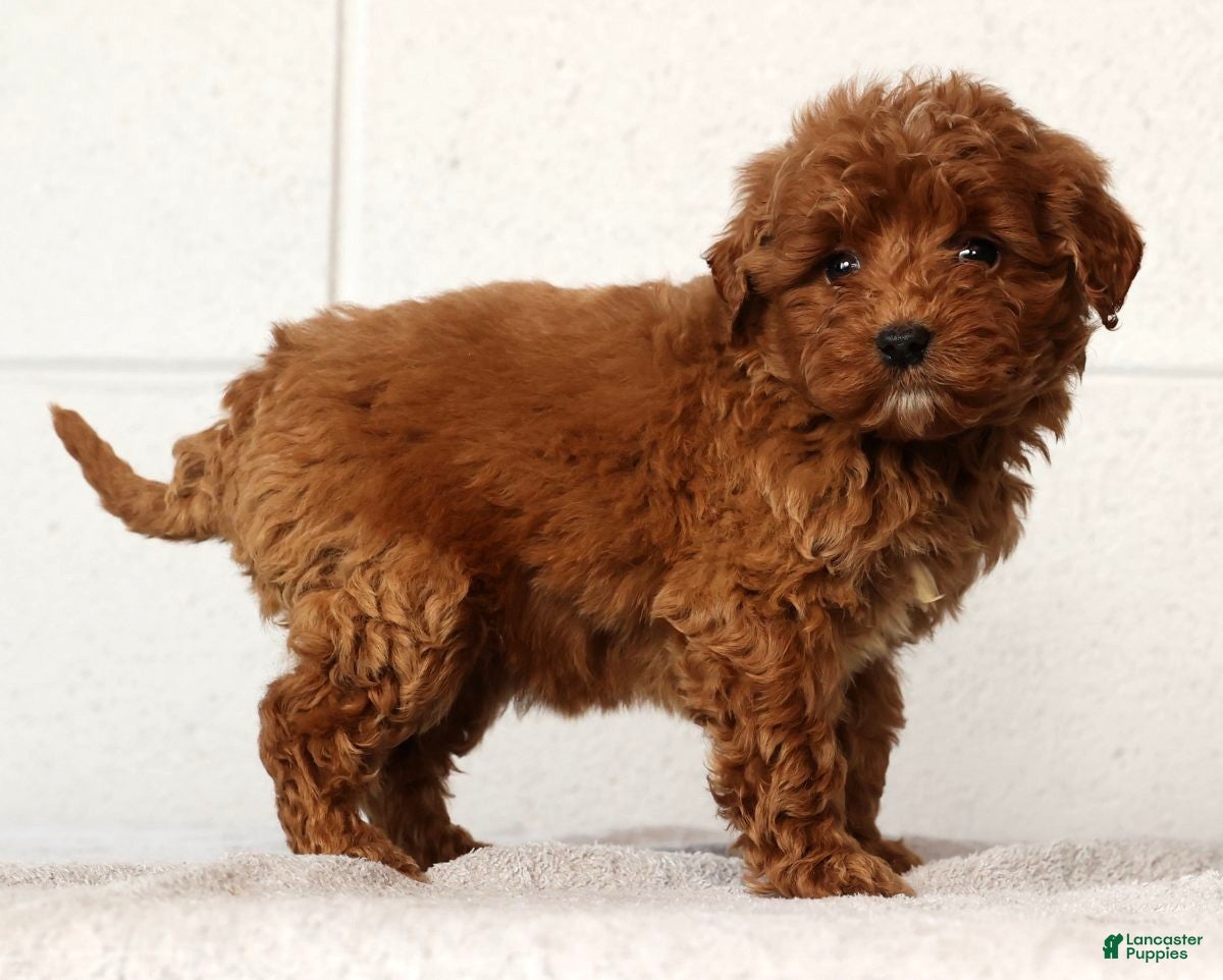 Mini Goldendoodle dogs Lisa - Ad 19