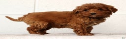 Mini Goldendoodle dogs for sale: Lisa - Ad 1