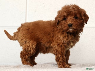 Mini Goldendoodle dogs Lisa - Ad 19