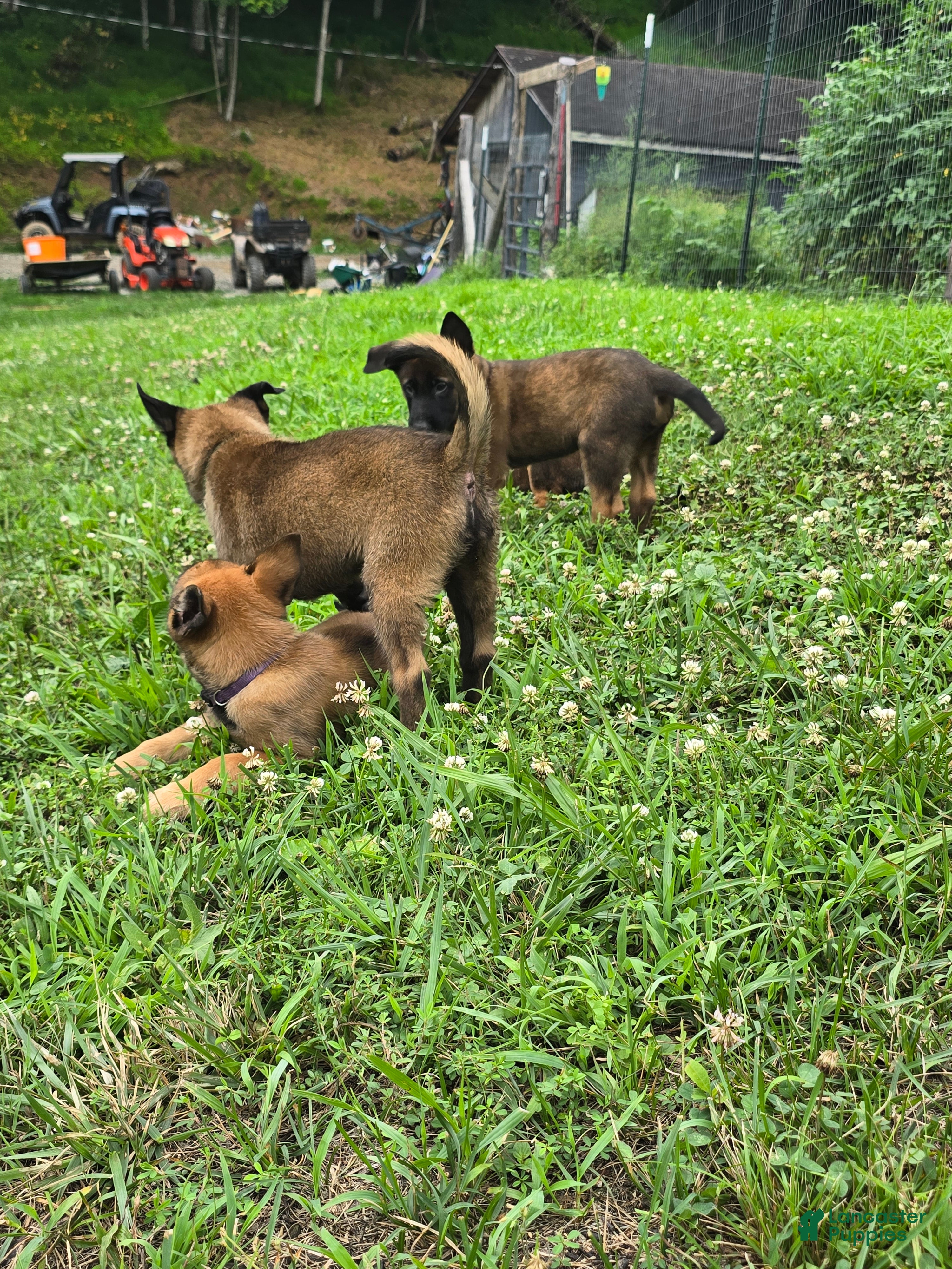 Belgian Malinois dogs Belgian Malinois 6 PURPLE  - Ad 2