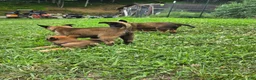 Belgian Malinois dogs for sale: Belgian Malinois 6 PURPLE  - Ad 2