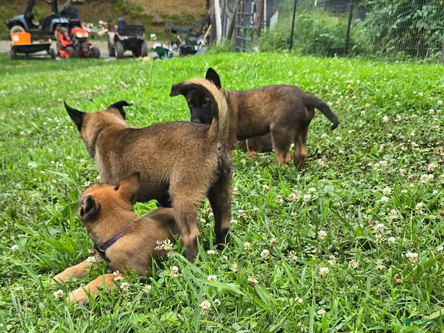 Belgian Malinois dogs for sale: Belgian Malinois 6 PURPLE - Ad 2