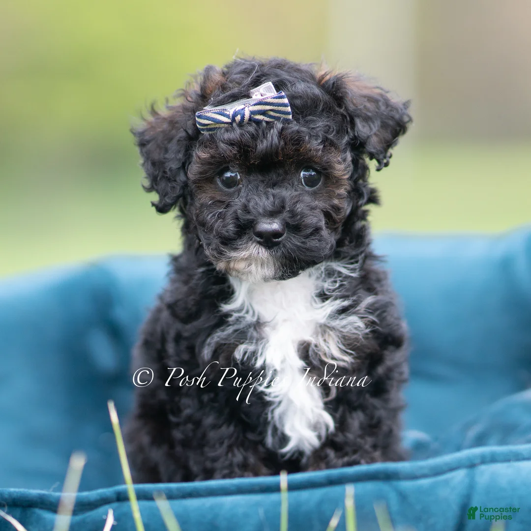 Toy Poodle dogs for sale: Digger AKC - Ad 2