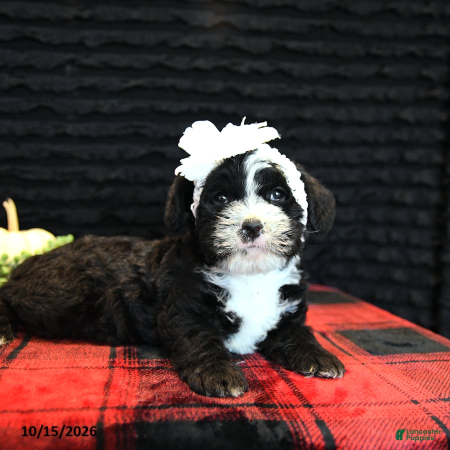 Mixed Breed dogs for sale: Elsa - Ad 2