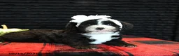 Mixed Breed dogs for sale: Elsa - Ad 2