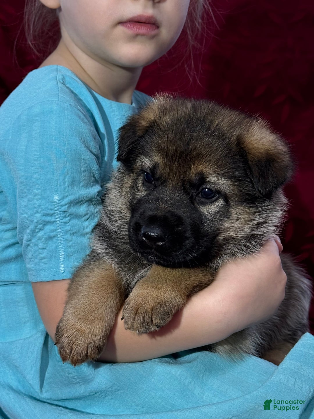 German Shepherd dogs for sale: Oakley - Ad 11