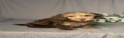 Doxiepoo dogs for sale: Lucy - Ad 3