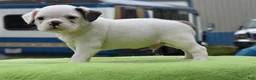 Mixed Breed dogs for sale: Milo f1b Frenchton hybrid  - Ad 7