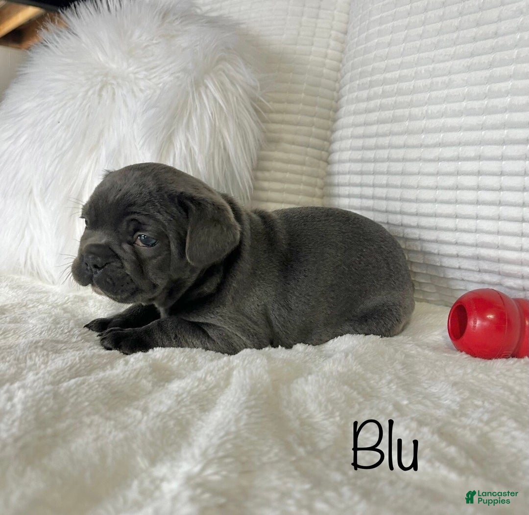 Mixed Breed dogs for sale: Blu - Ad 14