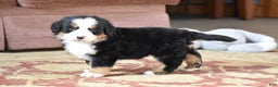 Bernese Mountain Dog dogs for sale: Ember - Ad 12