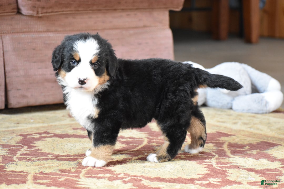 Bernese Mountain Dog dogs for sale: Ember - Ad 12