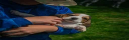 Beagle dogs for sale: Noah - Ad 7