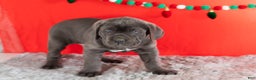 Cane Corso dogs for sale: Sarge  - Ad 6