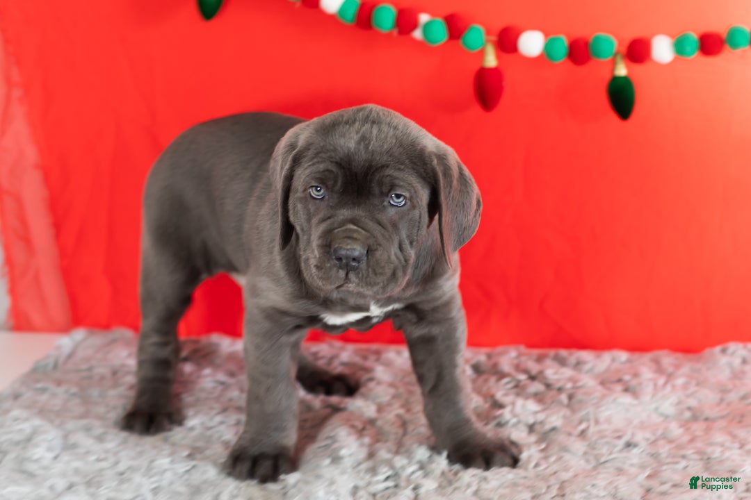 Cane Corso dogs for sale: Sarge  - Ad 6