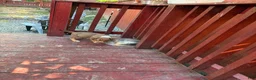 American Bully dogs for sale: American Bully Puppy 1 - Ad 5