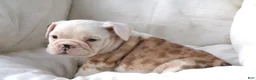 English Bulldog dogs for sale: Konig - Ad 3