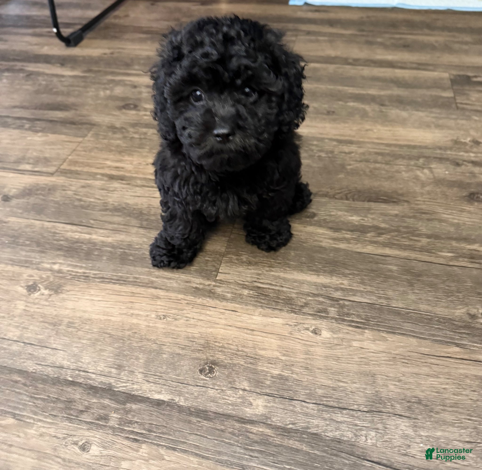 Mini Goldendoodle dogs Shadow - Ad 2