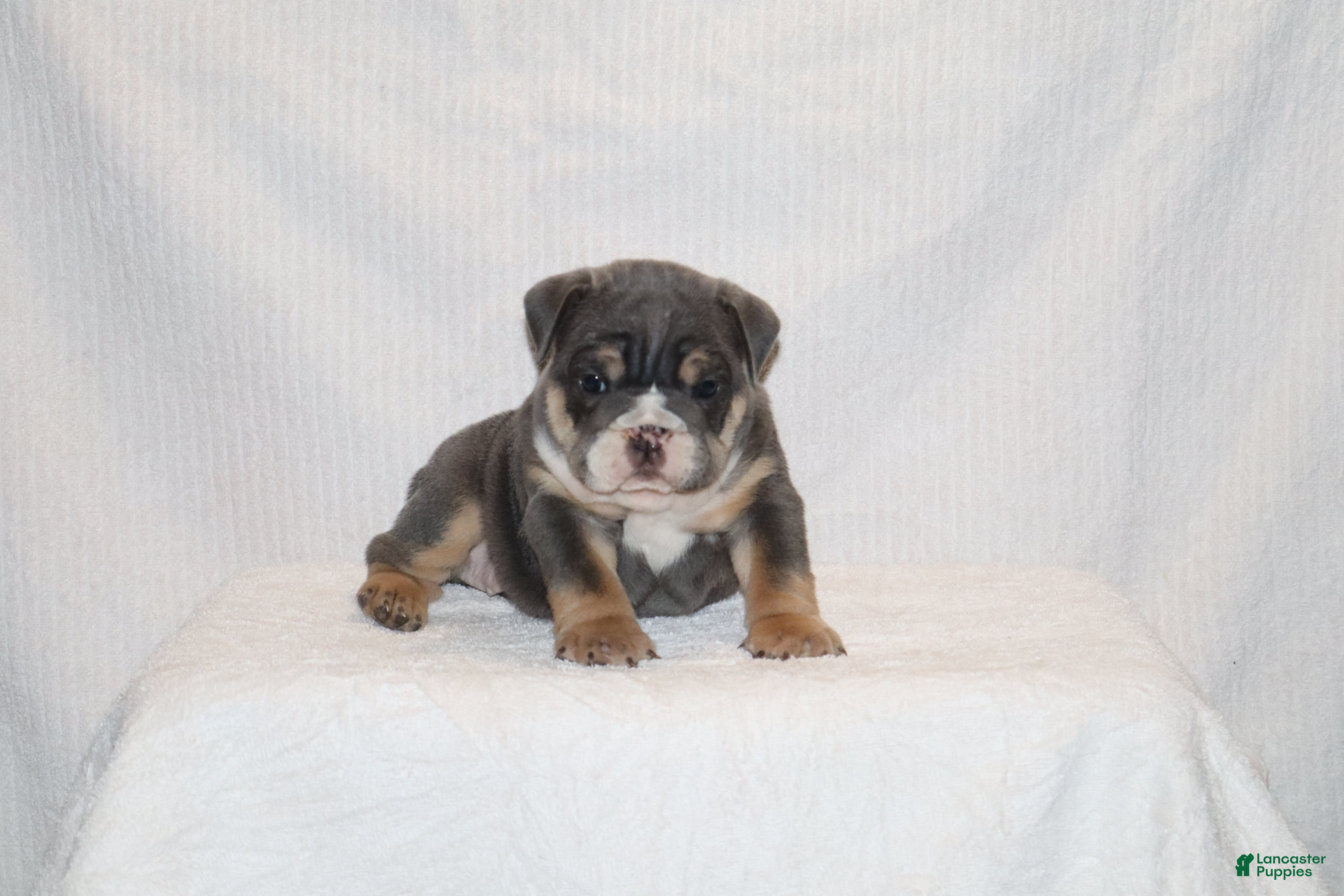 English Bulldog dogs Madalyn - Ad 1