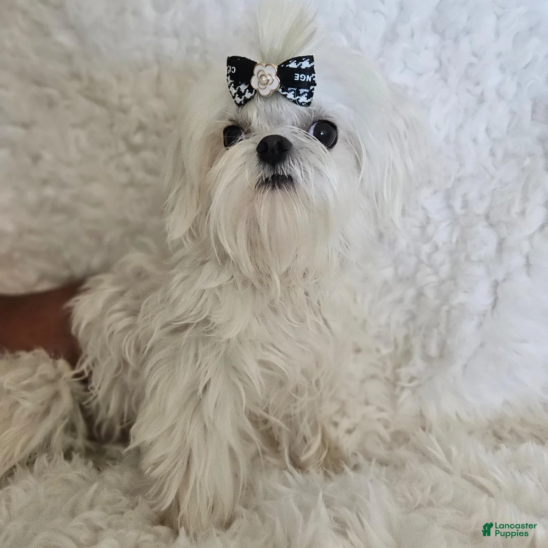 Maltese dogs for stud: Maltese Male for STUD SERVICE - Ad 2