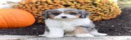 Cavapoo dogs for sale: Dash - Ad 1
