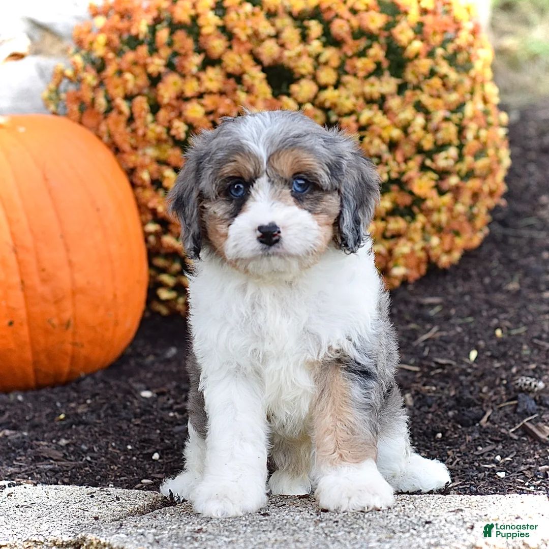 Cavapoo dogs for sale: Dash - Ad 1