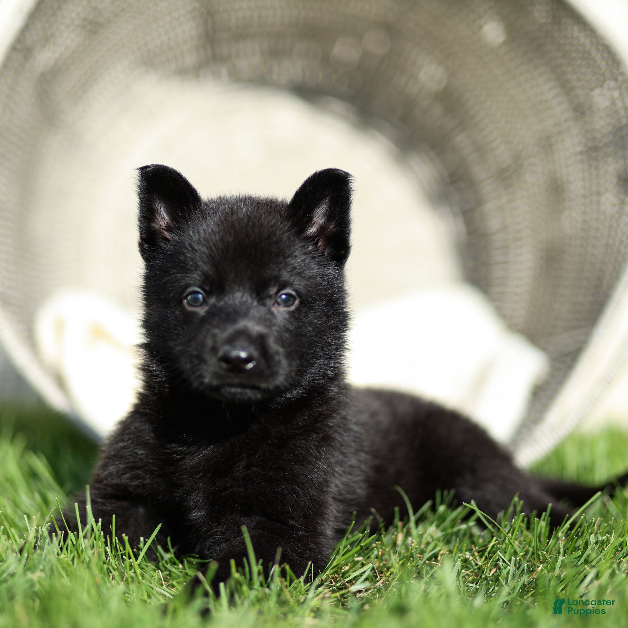 German Shepherd dogs Farley German Shepherd  - Ad 2
