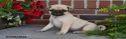 Puggle dogs for sale: Cappuccino - Ad 3