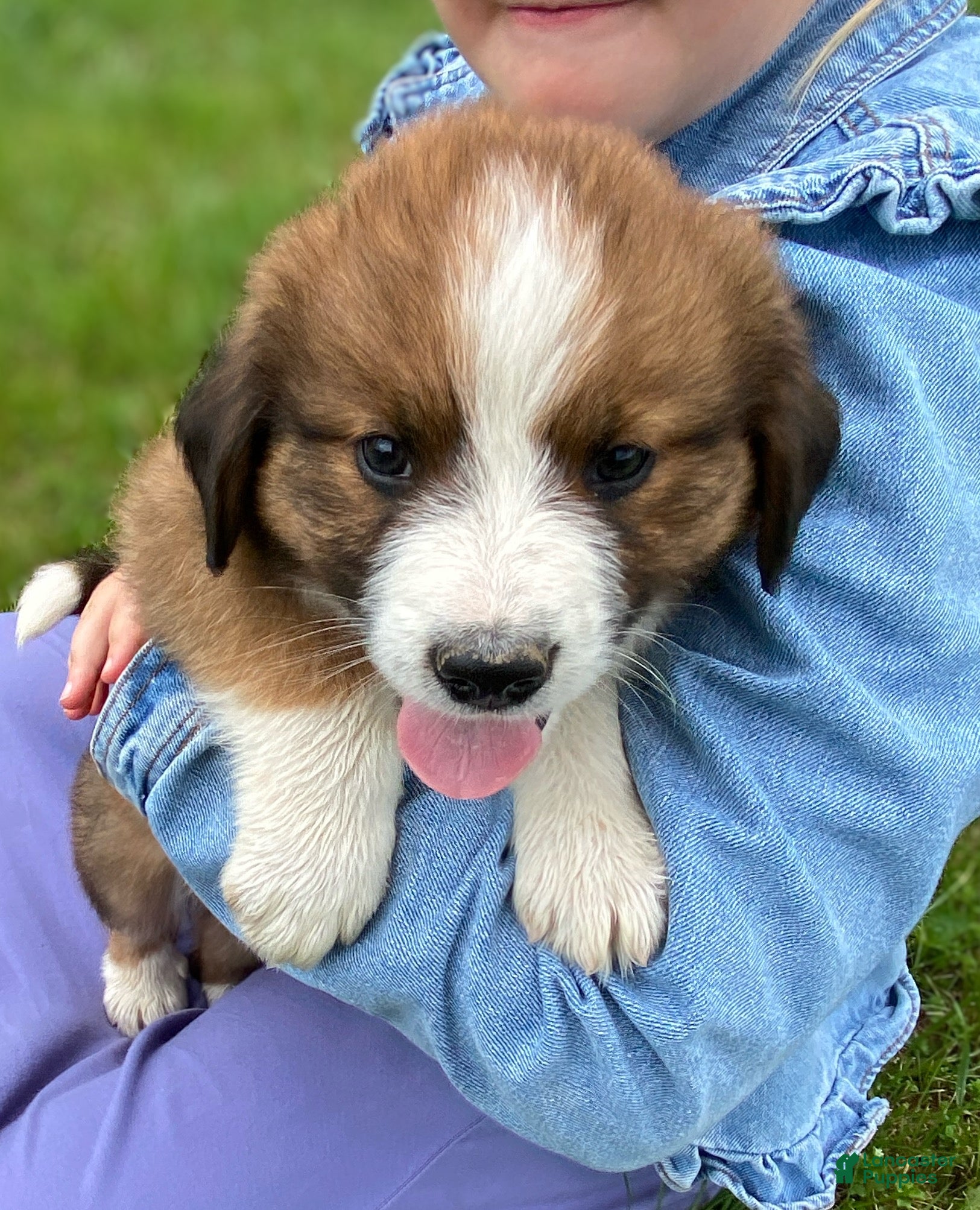Mixed Breed dogs for sale: ♥️BABY BEAR♥️ - Ad 42