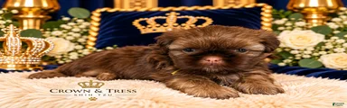 Prince Ellis 