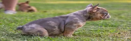 French Bulldog dogs for sale: Charlie - Ad 4