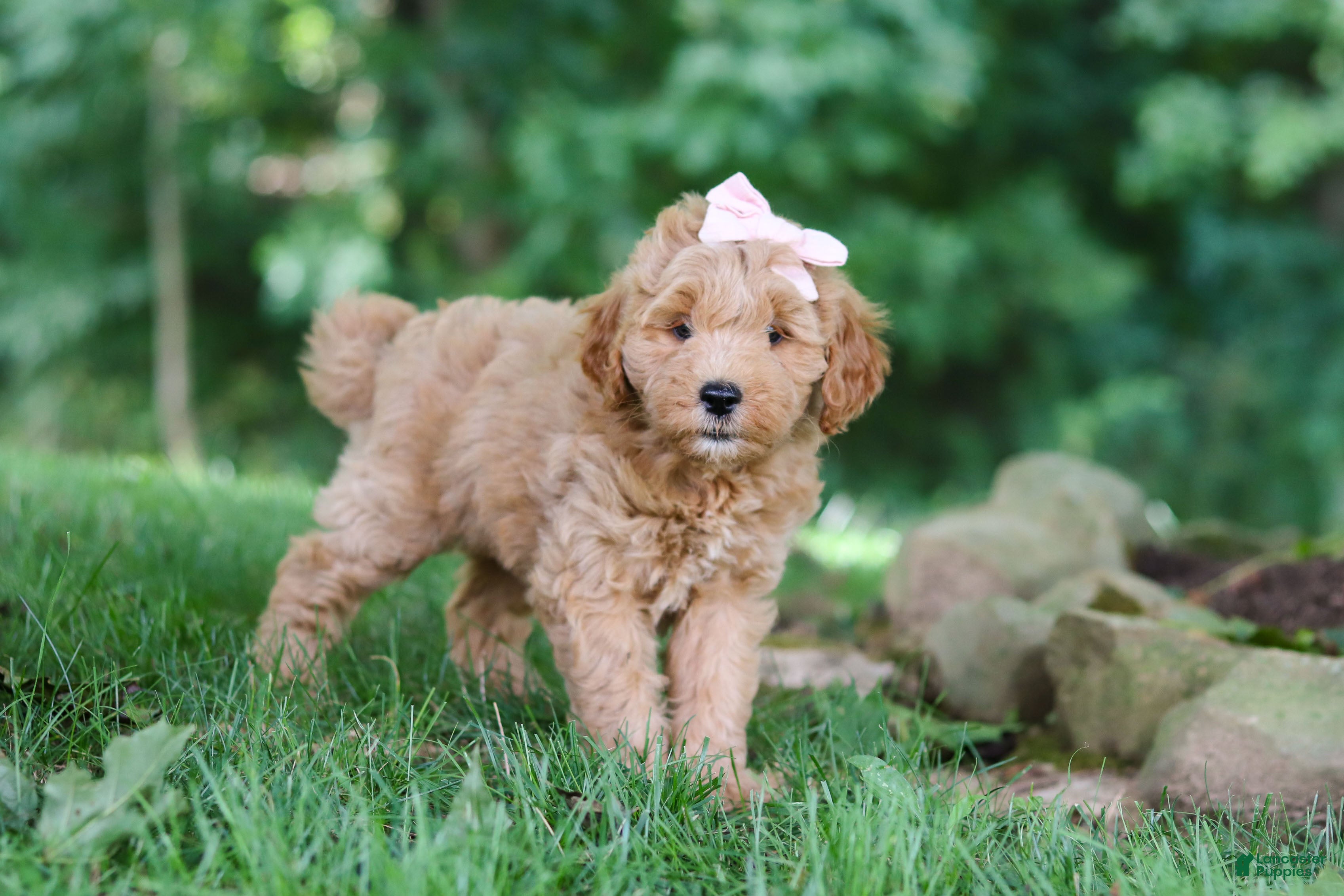 Mini Goldendoodle dogs Sierra - Ad 2