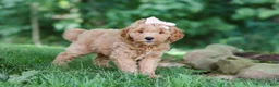 Mini Goldendoodle dogs for sale: Sierra - Ad 2
