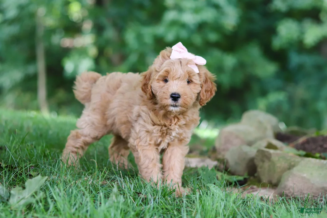 Mini Goldendoodle dogs for sale: Sierra - Ad 2