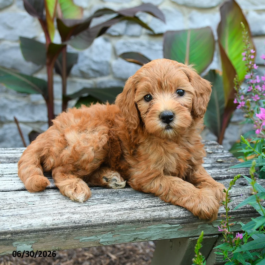 Mini Goldendoodle dogs for sale: Gemma - Ad 2