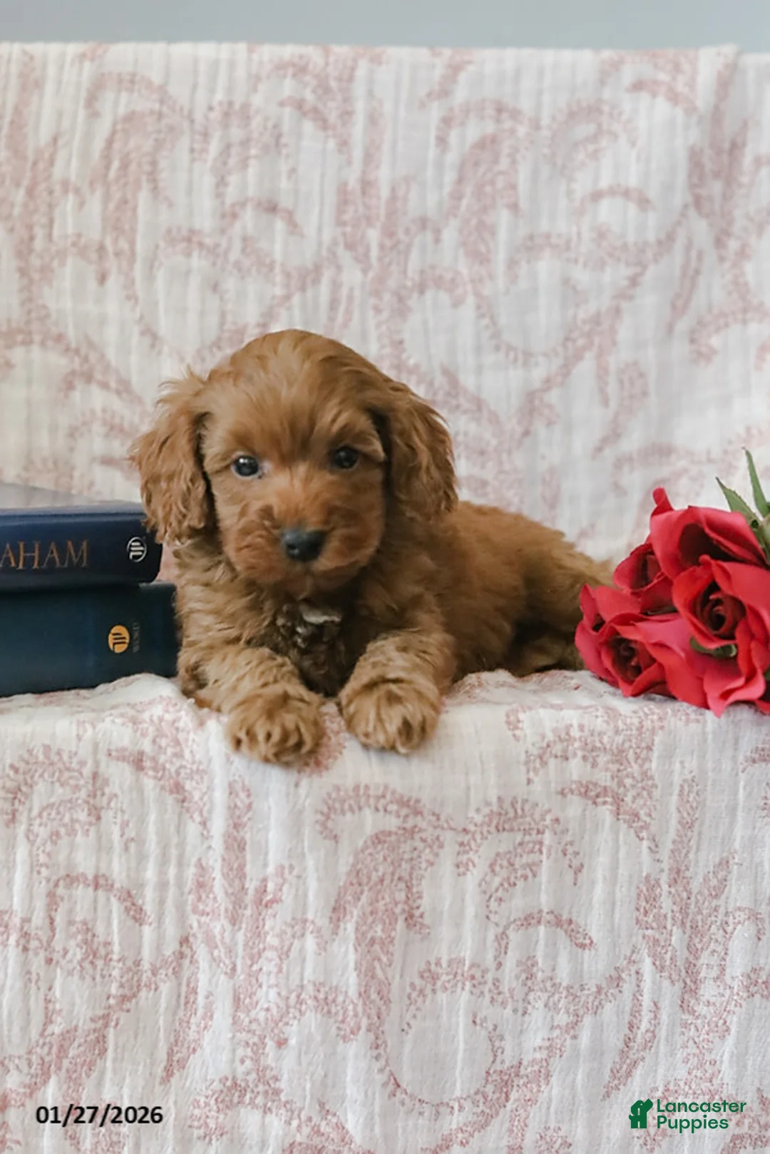 Cockapoo dogs for sale: Johnny - Ad 2