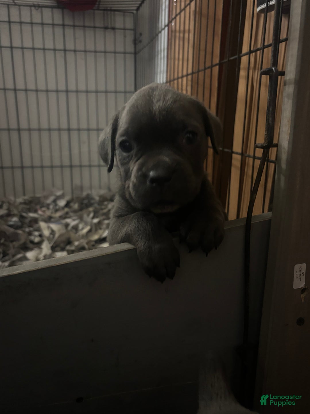 Cane Corso dogs for sale: Stella - Ad 3