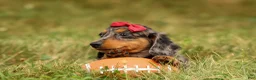 Miniature Dachshund dogs for sale: BAILEY - Ad 8