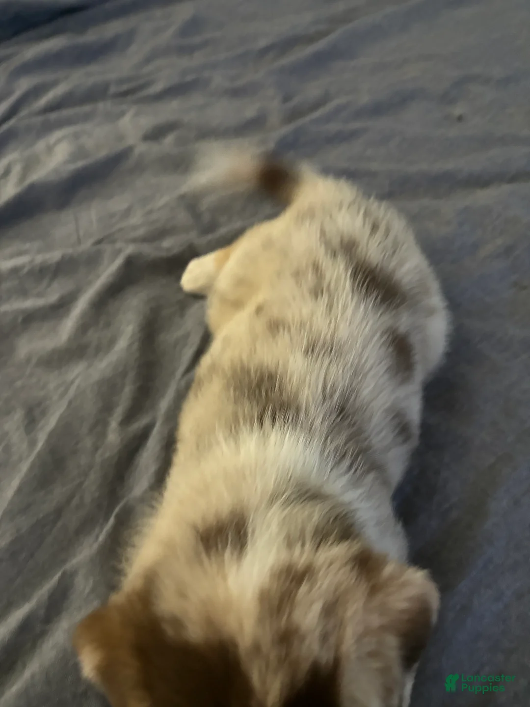 Mixed Breed dogs for sale: Mixed Breed Puppy 5 - Ad 2