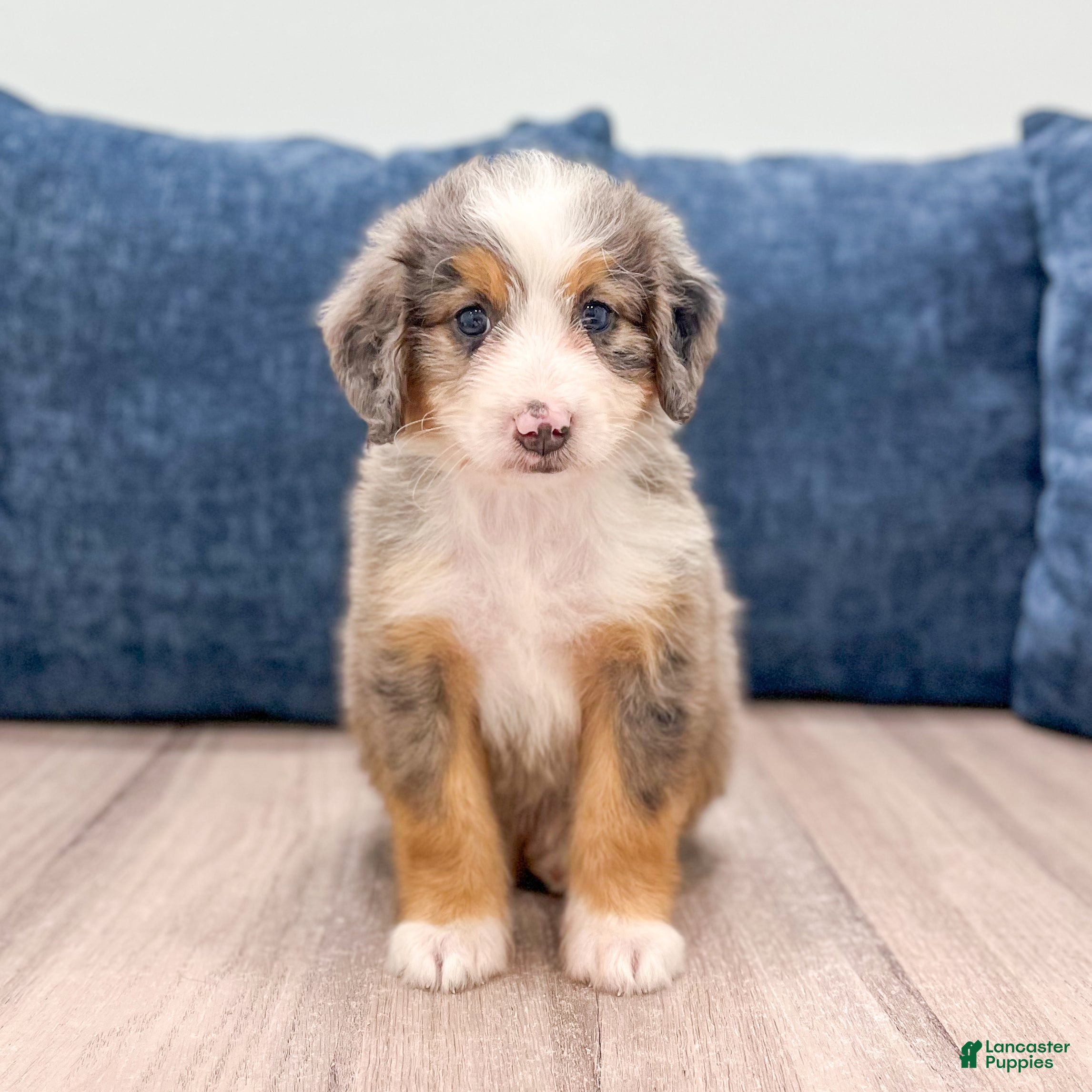 Mini Bernedoodle dogs Bella - Ad 1