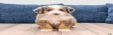 Bella