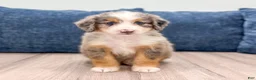 Mini Bernedoodle dogs for sale: Bella - Ad 1