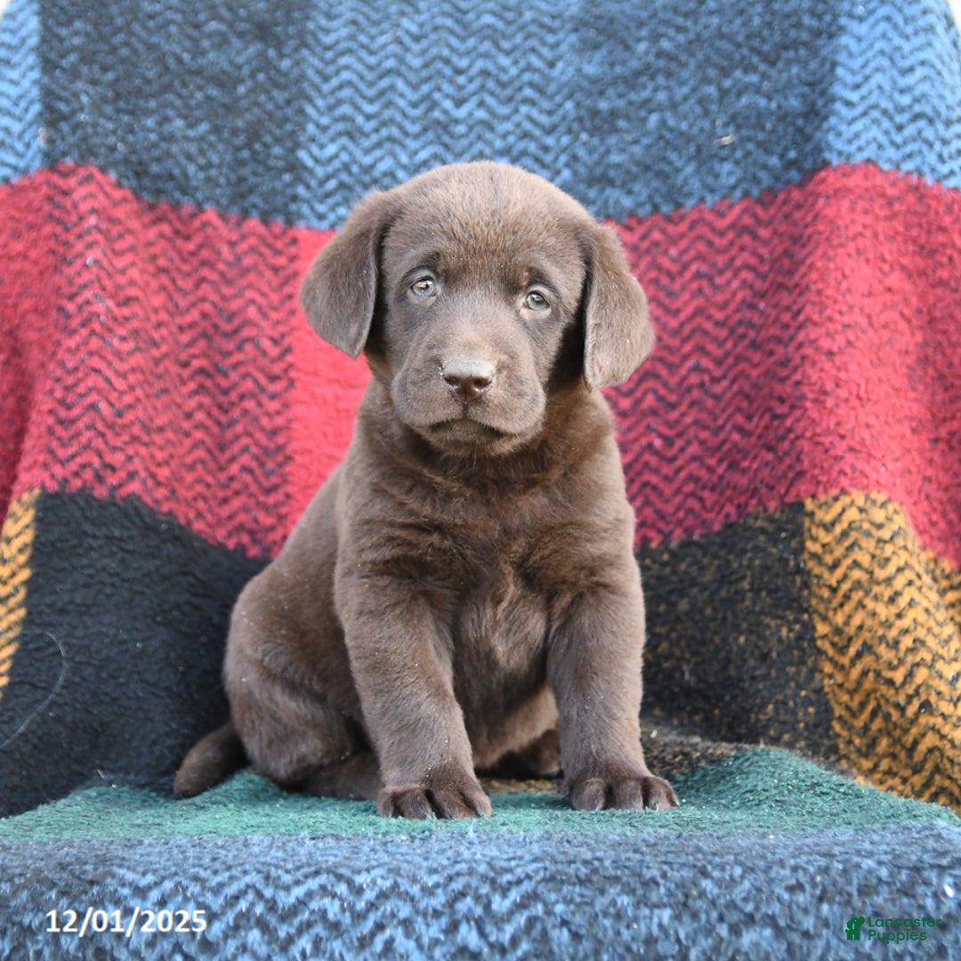 Labrador Retriever dogs for sale: Ruger - Ad 1
