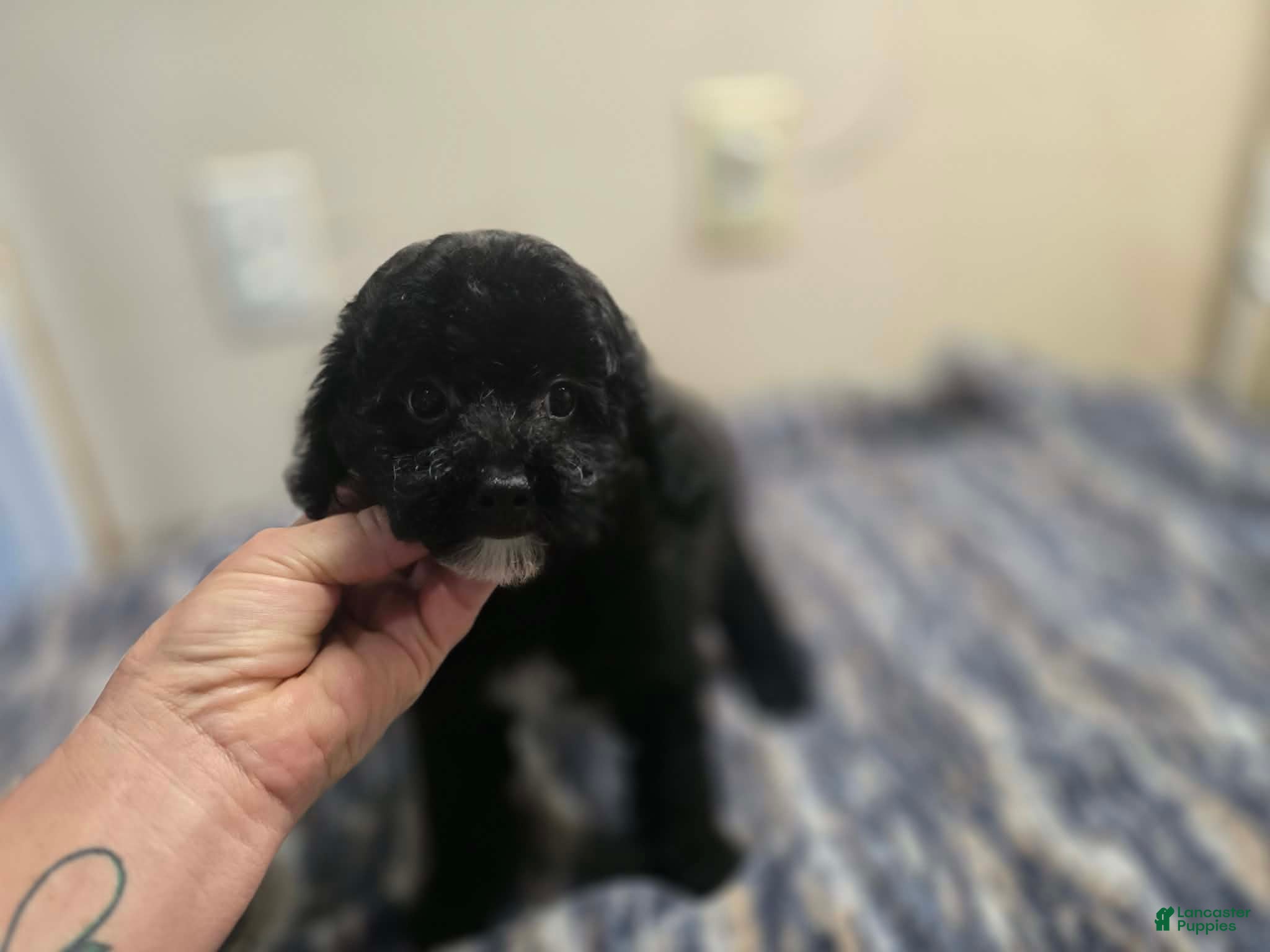 Miniature Poodle dogs CARTER - Ad 2