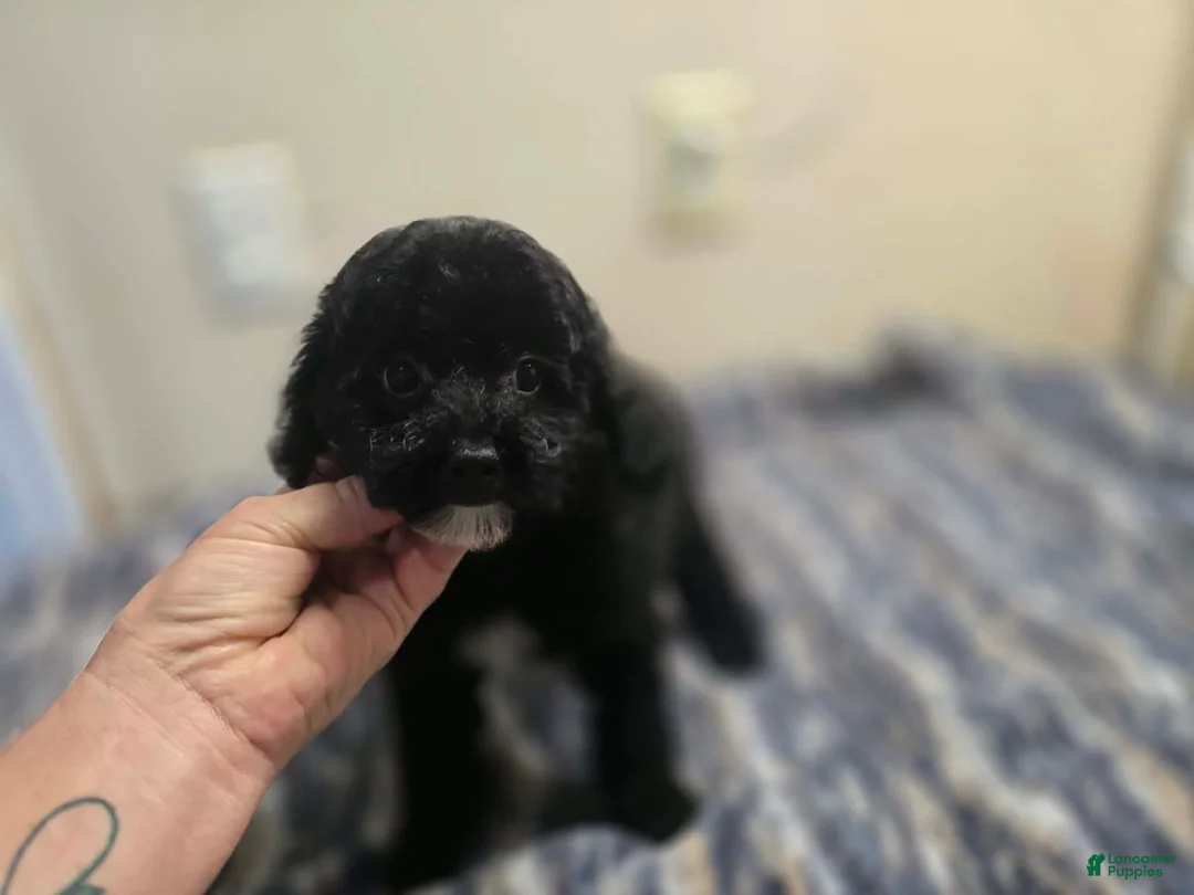 Miniature Poodle dogs for sale: CARTER - Ad 2